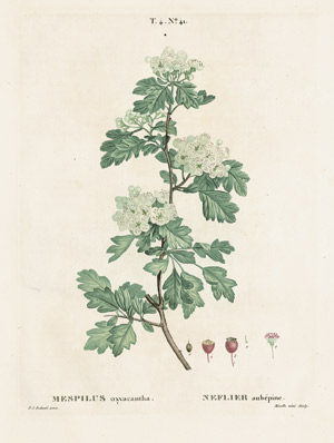 Lot 427, Auction  103, Redouté, Pierre Joseph, 18 Farbkupferstiche nach Redouté