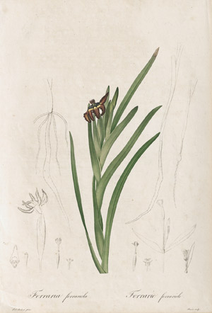 Lot 287, Auction  113, Redouté, Pierre Joseph, Ferraria ferrariola