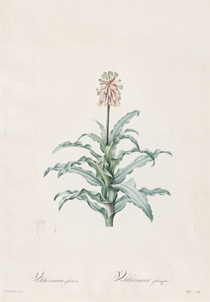 Lot 288, Auction  113, Redouté, Pierre Joseph, Veltheimia glauca