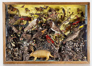 Lot 6368, Auction  113, , Schaukasten mit Vögel, Insekten, Schmetterlingen und einem Armadillo 