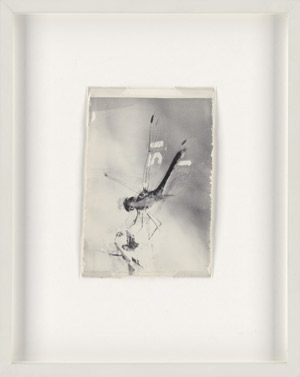 Lot 4266, Auction  114, Lempert, Jochen, "Sympetrum saguineum" 