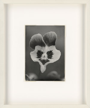 Lot 4268, Auction  114, Lempert, Jochen, Pansy