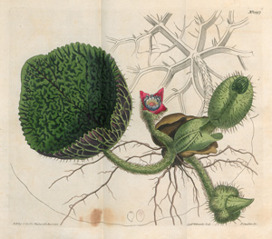 Lot 373, Auction  122, Botanical Magazine, The, or Flower-Garden displayed