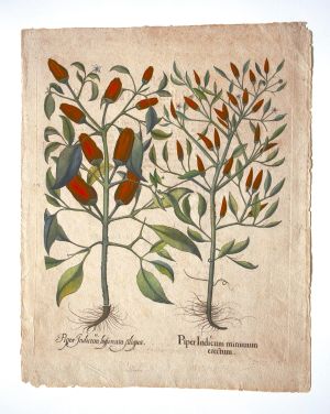 Los 351 - Besler, Basilius - Hortus Eystettensis. Nürnberg, Hortus Eystettensis, 1640. - Sammlung von 8 Kupferstichen - 8 - thumb