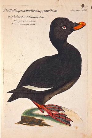 Lot 357, Auction  125, Frisch, Johann Leonhard, Die Nordische Schwartze Ente (Trauerente). Berlin, Friedrich Wilhelm Birnstiel, 1763