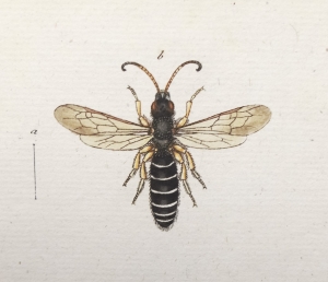 Los 365 - Panzer, Georg Wolfgang Franz - Faunae insectorum Germanicae initia oder Deutschlands Insecten. Nürnberg, Felsecker, 1793-1799 - 7 - thumb