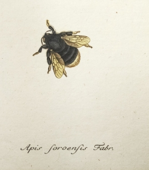 Los 365 - Panzer, Georg Wolfgang Franz - Faunae insectorum Germanicae initia oder Deutschlands Insecten. Nürnberg, Felsecker, 1793-1799 - 10 - thumb