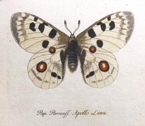 Los 365 - Panzer, Georg Wolfgang Franz - Faunae insectorum Germanicae initia oder Deutschlands Insecten. Nürnberg, Felsecker, 1793-1799 - 11 - thumb