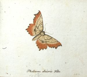 Los 365 - Panzer, Georg Wolfgang Franz - Faunae insectorum Germanicae initia oder Deutschlands Insecten. Nürnberg, Felsecker, 1793-1799 - 16 - thumb