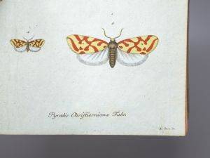 Los 365 - Panzer, Georg Wolfgang Franz - Faunae insectorum Germanicae initia oder Deutschlands Insecten. Nürnberg, Felsecker, 1793-1799 - 17 - thumb