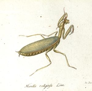 Los 365 - Panzer, Georg Wolfgang Franz - Faunae insectorum Germanicae initia oder Deutschlands Insecten. Nürnberg, Felsecker, 1793-1799 - 18 - thumb