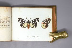 Los 365 - Panzer, Georg Wolfgang Franz - Faunae insectorum Germanicae initia oder Deutschlands Insecten. Nürnberg, Felsecker, 1793-1799 - 19 - thumb