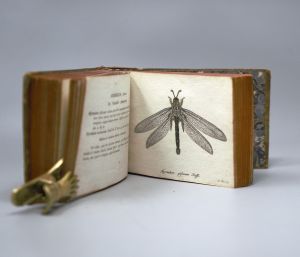 Los 365 - Panzer, Georg Wolfgang Franz - Faunae insectorum Germanicae initia oder Deutschlands Insecten. Nürnberg, Felsecker, 1793-1799 - 23 - thumb