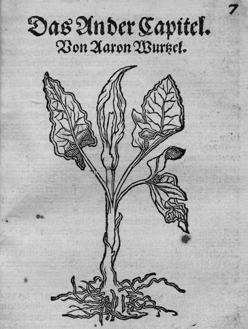 Lot 782, Auction  125, Schnellenberg, Tarquinius, Experimenta. Von XX. Pestilenz Wurzeln und Kreutern. Frankfurt, Hermann Gülfferich, 1552
