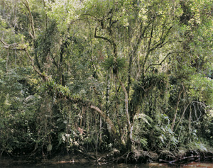 Los 4231 - Struth, Thomas - "Paradies" series - 1 - thumb