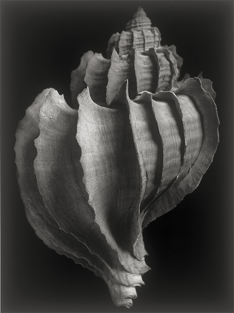 Lot 4124, Auction 126, Ehrhardt, Alfred, Trophon Geversianus-Magellanstraße