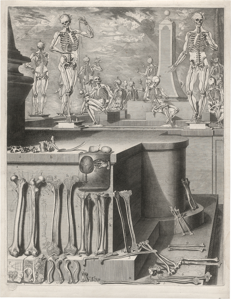 Lot 5169, Auction 126, Martínez y Sorlí, Crisóstomo Alejandrino José, Anatomische darstellungen zur Myologie und zur Osteopathie