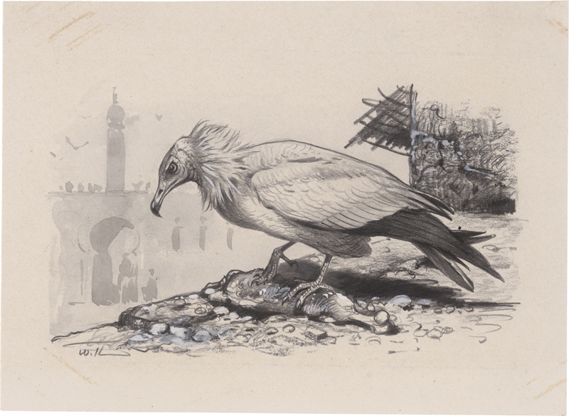 Lot 6761, Auction 126, Kuhnert, Wilhelm, Schmutzgeier (Neophron percnopterus) mit Aas vor einem nordafrikanischen Stadttor
